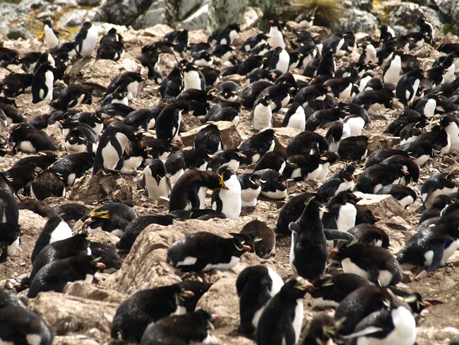 ../../Pictures/241209/011 Rockhopper und 2 Macaroni.JPG